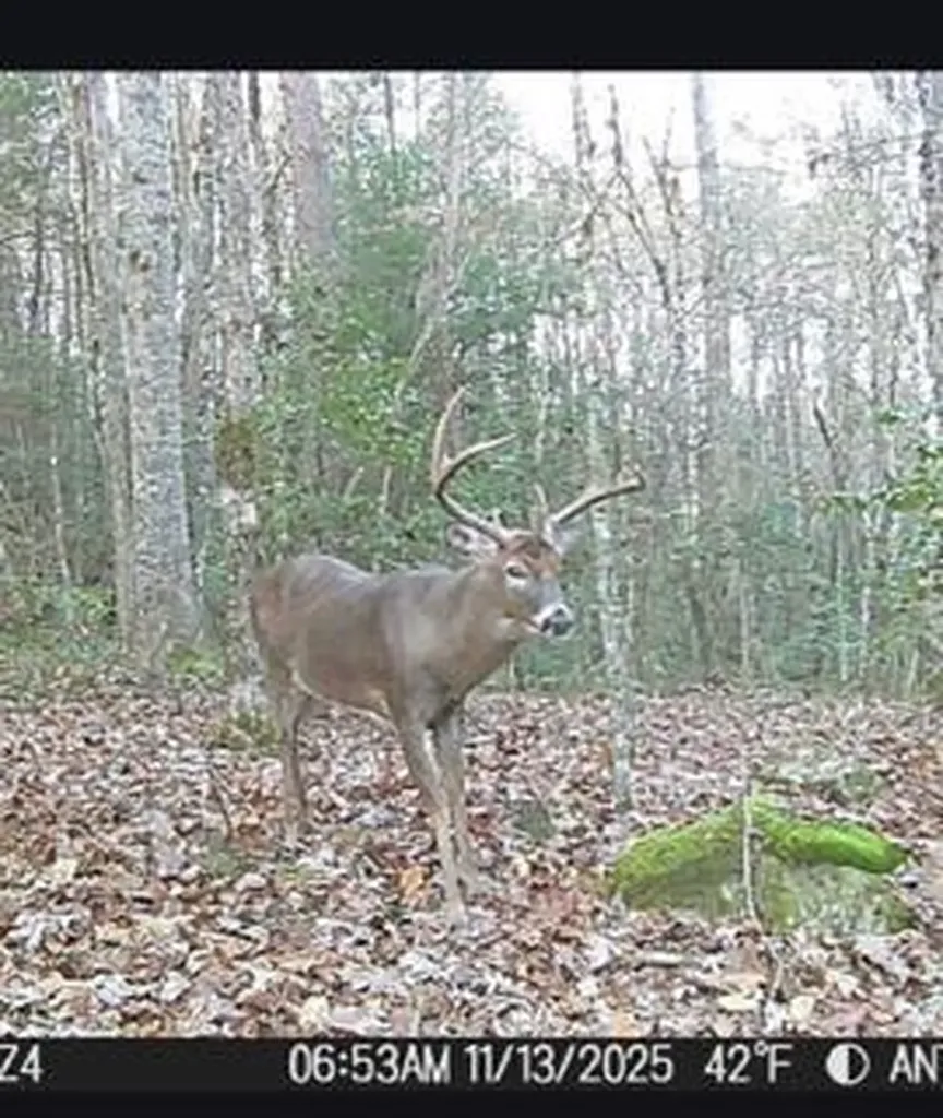 1780 Wolf Haven Road Spencer TN 38585