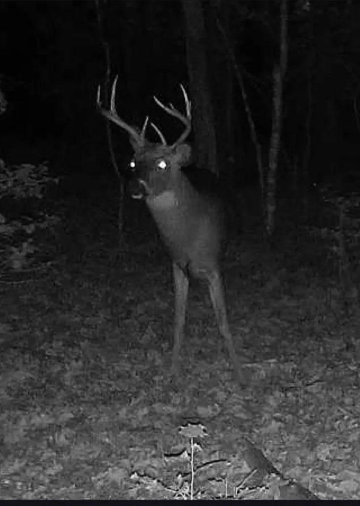 1780 Wolf Haven Road Spencer TN 38585