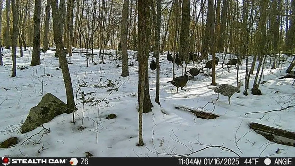 1780 Wolf Haven Road Spencer TN 38585