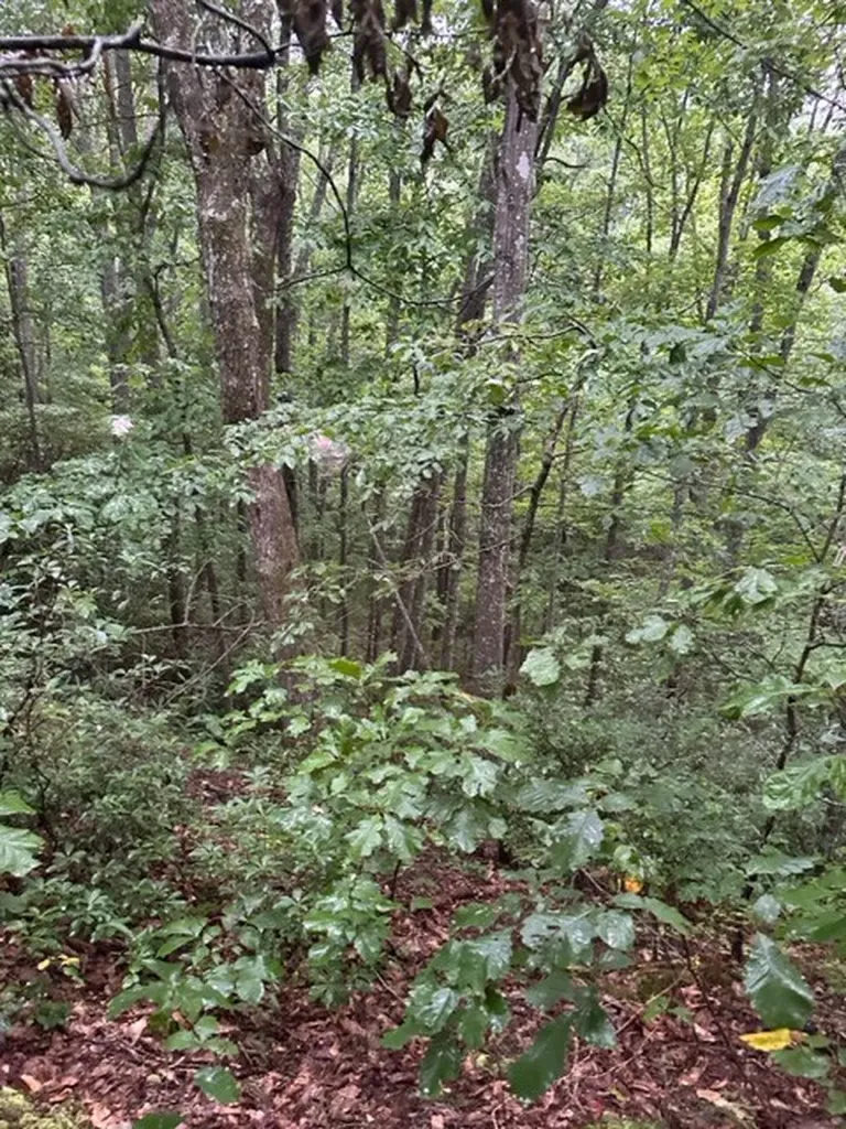 Lot 35 Wilson Ridge Road Wilder TN 38589