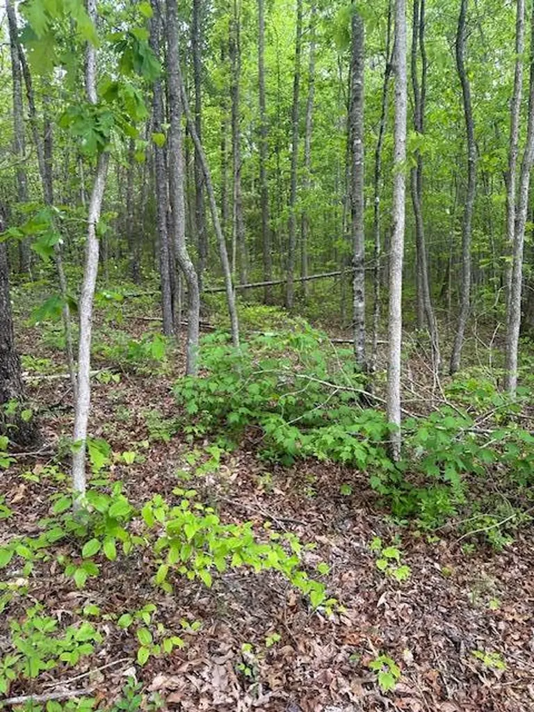 Lot 35 Wilson Ridge Road Wilder TN 38589