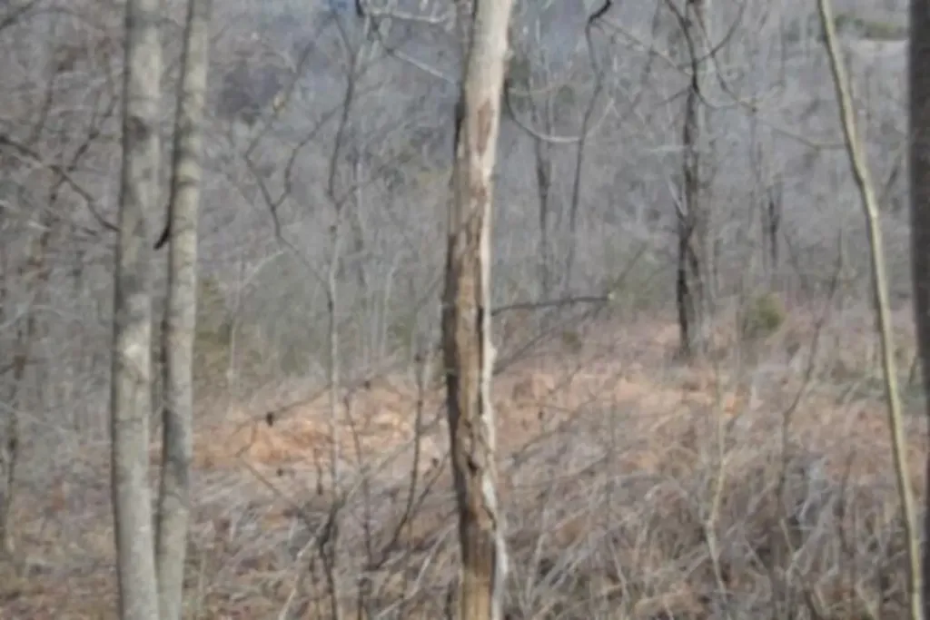 Lot 51 Cumberland Valley Drive Gainesboro TN 38562