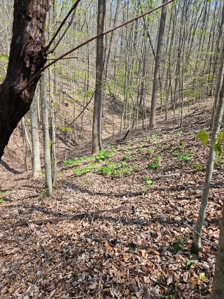 5 Acres Benton Tidwell Road Hilham TN 38568