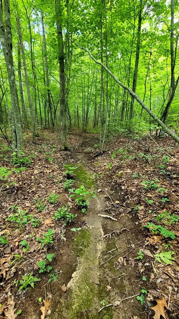 638 Flat Top View Wilder TN 38589