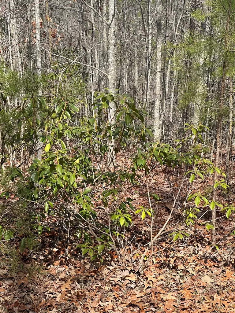 Lot 432 Valley View Circle Lot 432 Wilder TN 38589