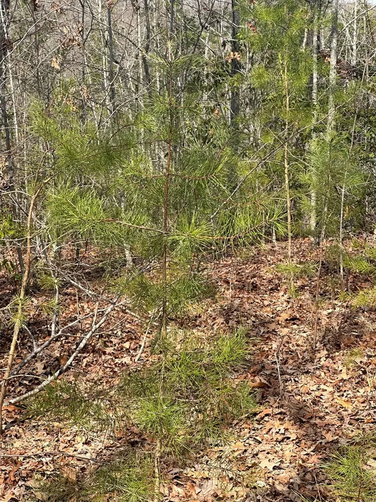 Lot 432 Valley View Circle Lot 432 Wilder TN 38589