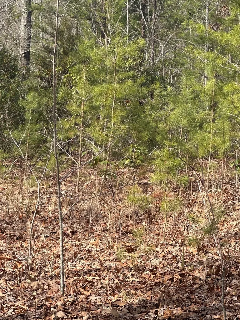 Lot 432 Valley View Circle Lot 432 Wilder TN 38589