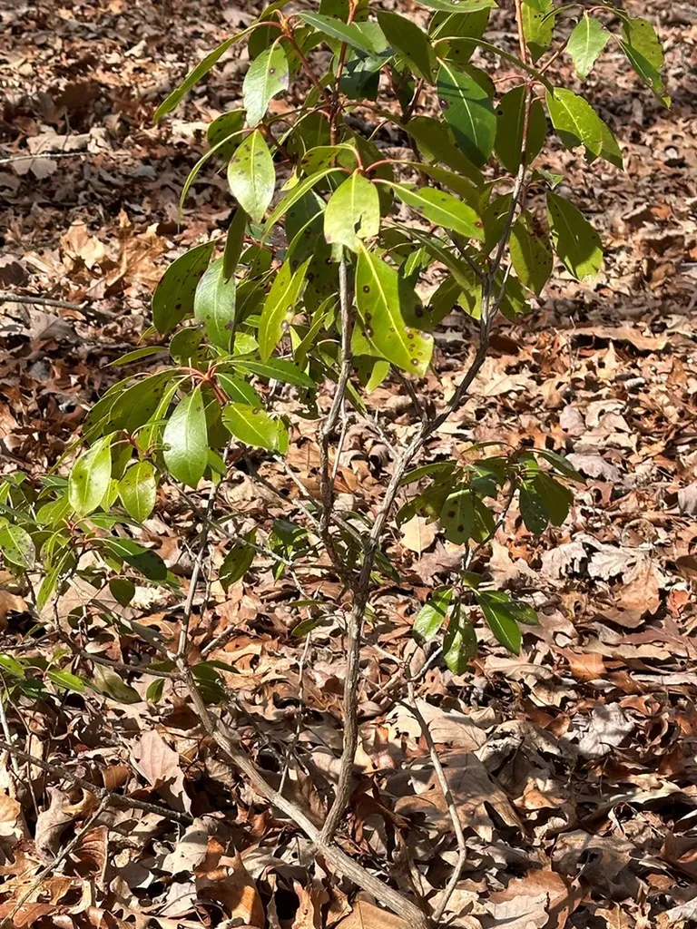 Lot 432 Valley View Circle Lot 432 Wilder TN 38589