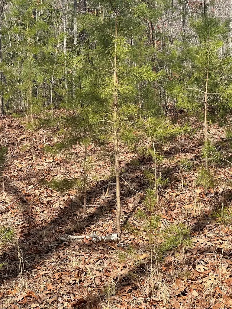 Lot 432 Valley View Circle Lot 432 Wilder TN 38589