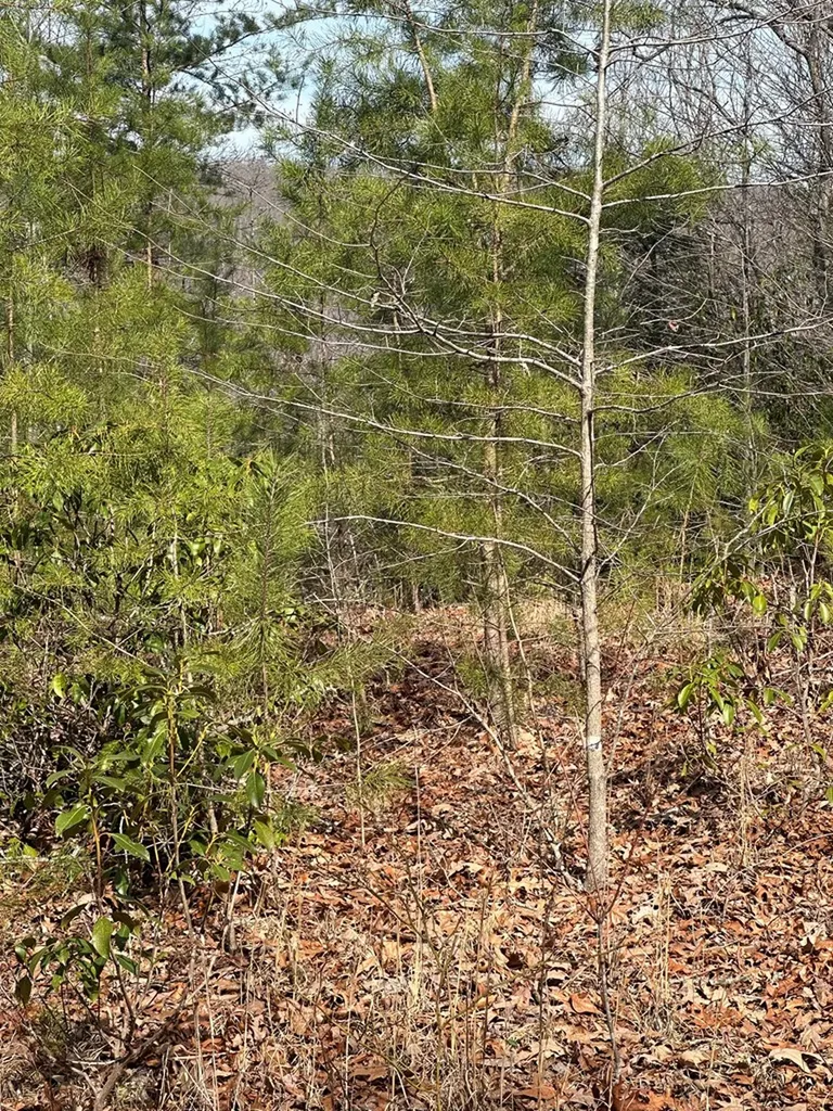 Lot 432 Valley View Circle Lot 432 Wilder TN 38589