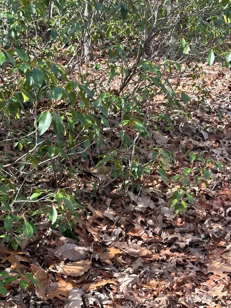Lot 432 Valley View Circle Lot 432 Wilder TN 38589