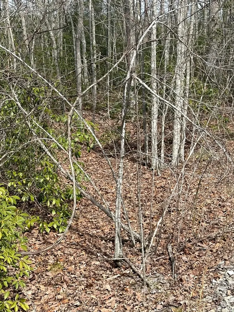 Lot 432 Valley View Circle Lot 432 Wilder TN 38589