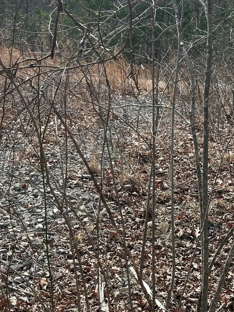 Lot 432 Valley View Circle Lot 432 Wilder TN 38589