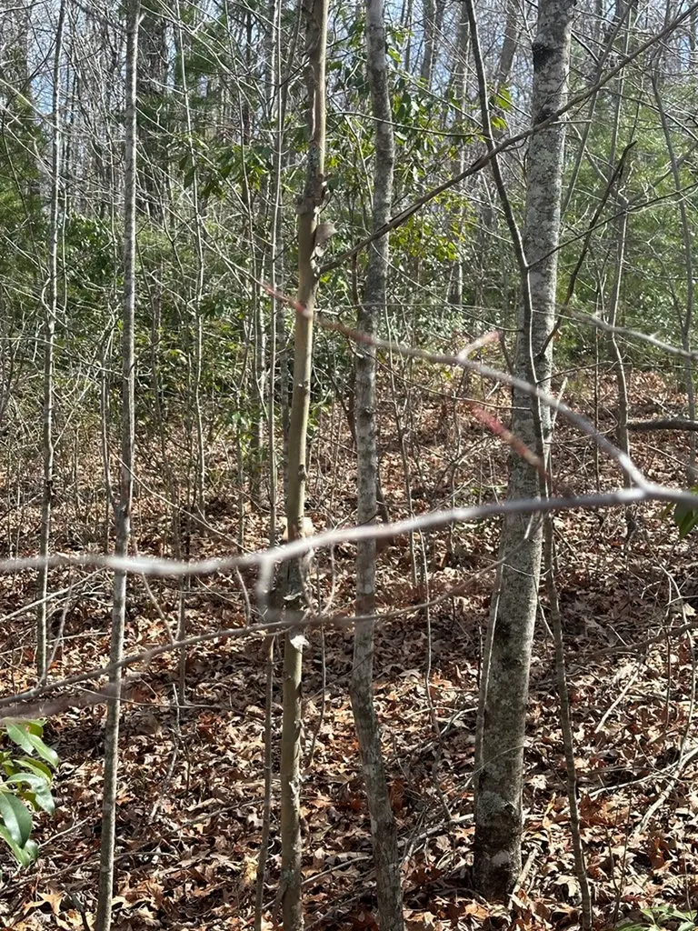 Lot 432 Valley View Circle Lot 432 Wilder TN 38589