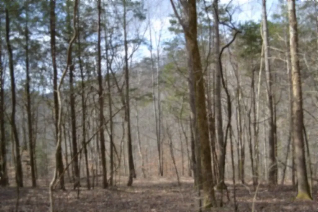 290 Hazel Huffines Lane Whitleyville TN 38588