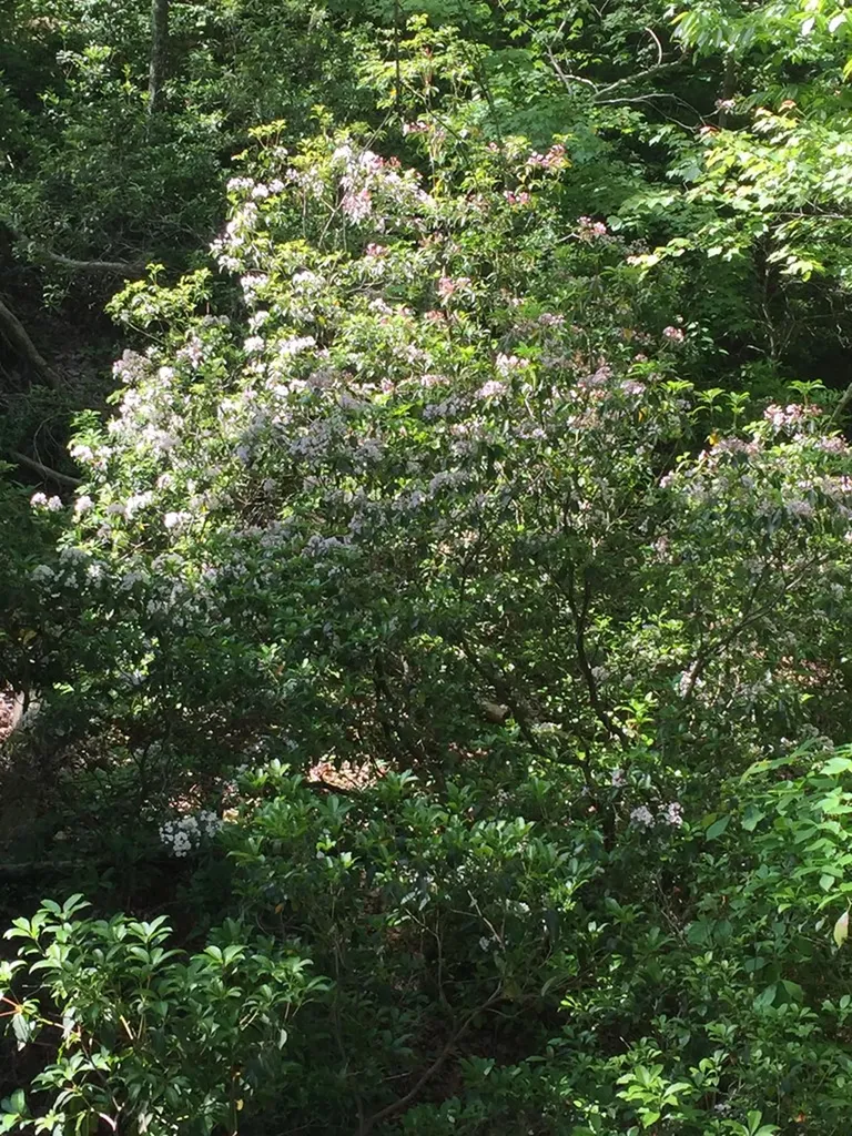 331 E Cove Monterey TN 38574