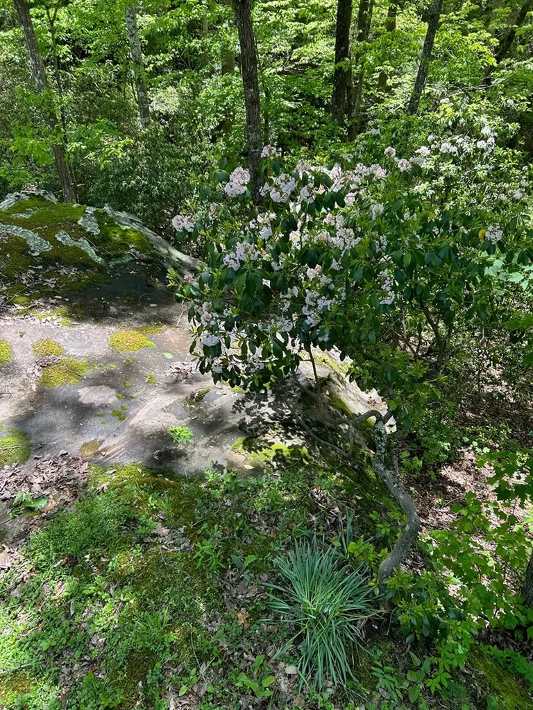 331 E Cove Monterey TN 38574