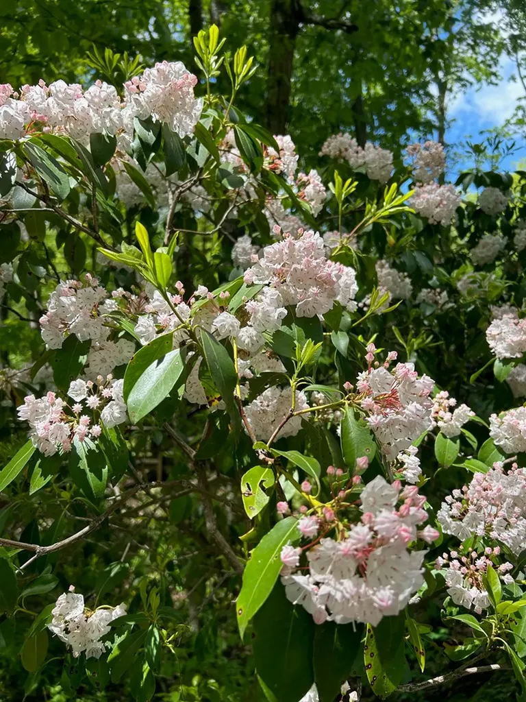 331 E Cove Monterey TN 38574