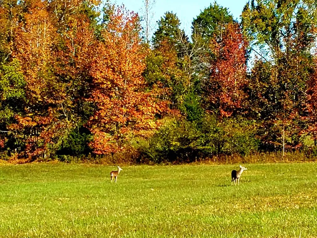 157 Kirkpatrick Lane Walling TN 38587