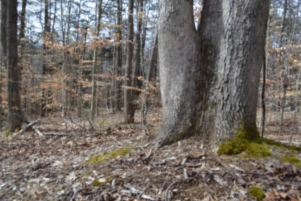 87+/-AC Boles Road Hilham TN 38568