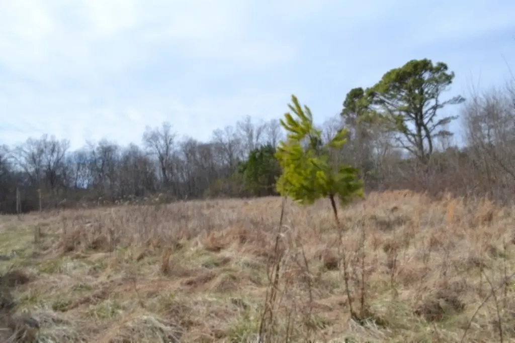 87+/-AC Boles Road Hilham TN 38568