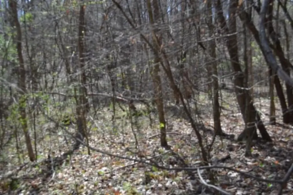87+/-AC Boles Road Hilham TN 38568