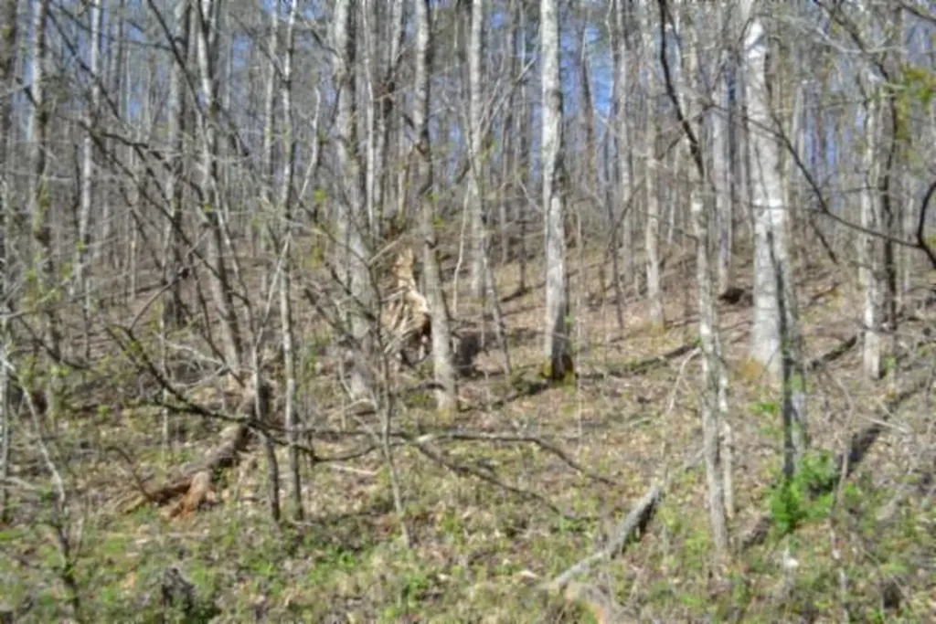 87+/-AC Boles Road Hilham TN 38568