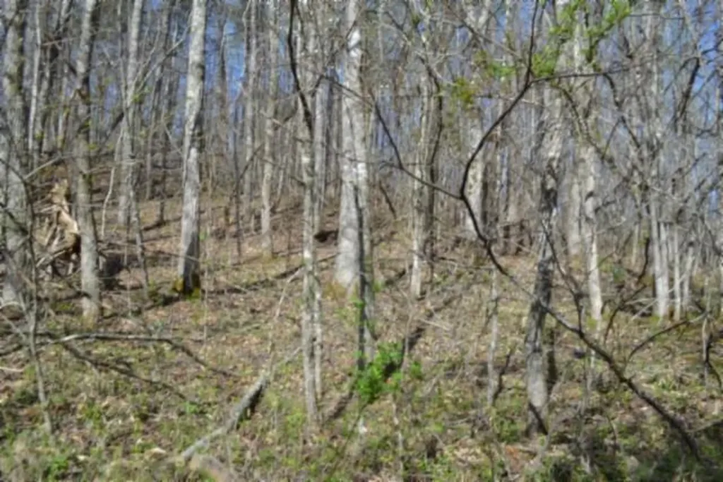 87+/-AC Boles Road Hilham TN 38568