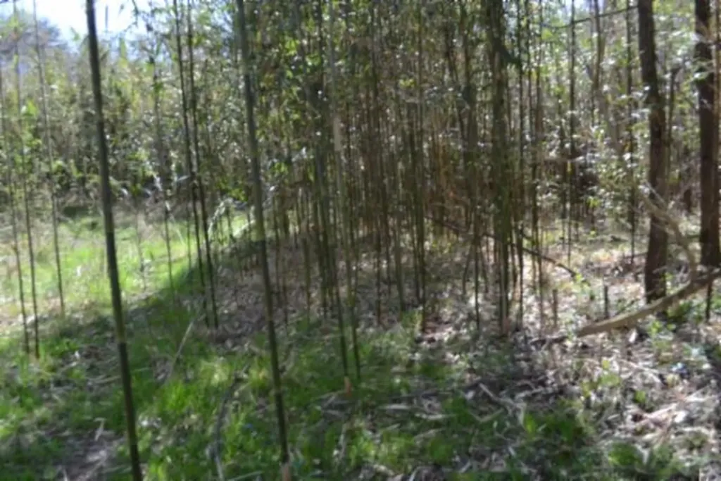 87+/-AC Boles Road Hilham TN 38568