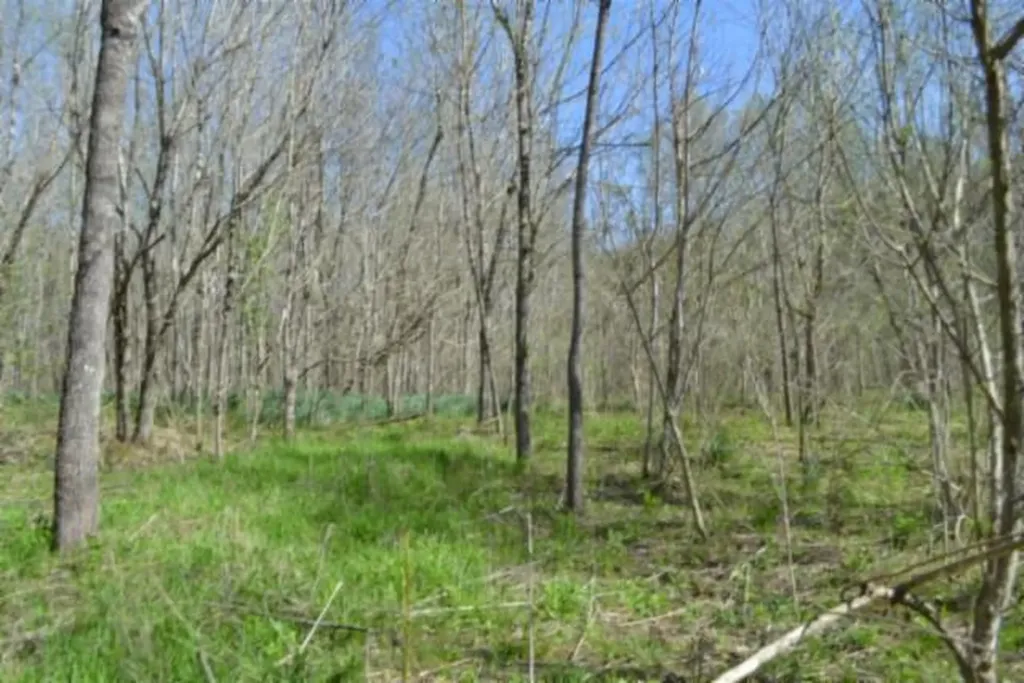 87+/-AC Boles Road Hilham TN 38568