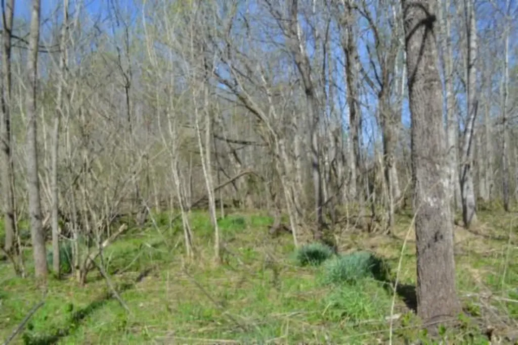 87+/-AC Boles Road Hilham TN 38568