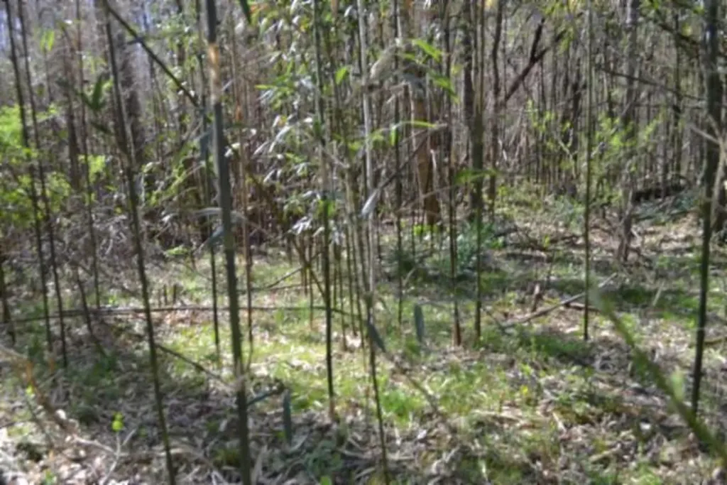 87+/-AC Boles Road Hilham TN 38568