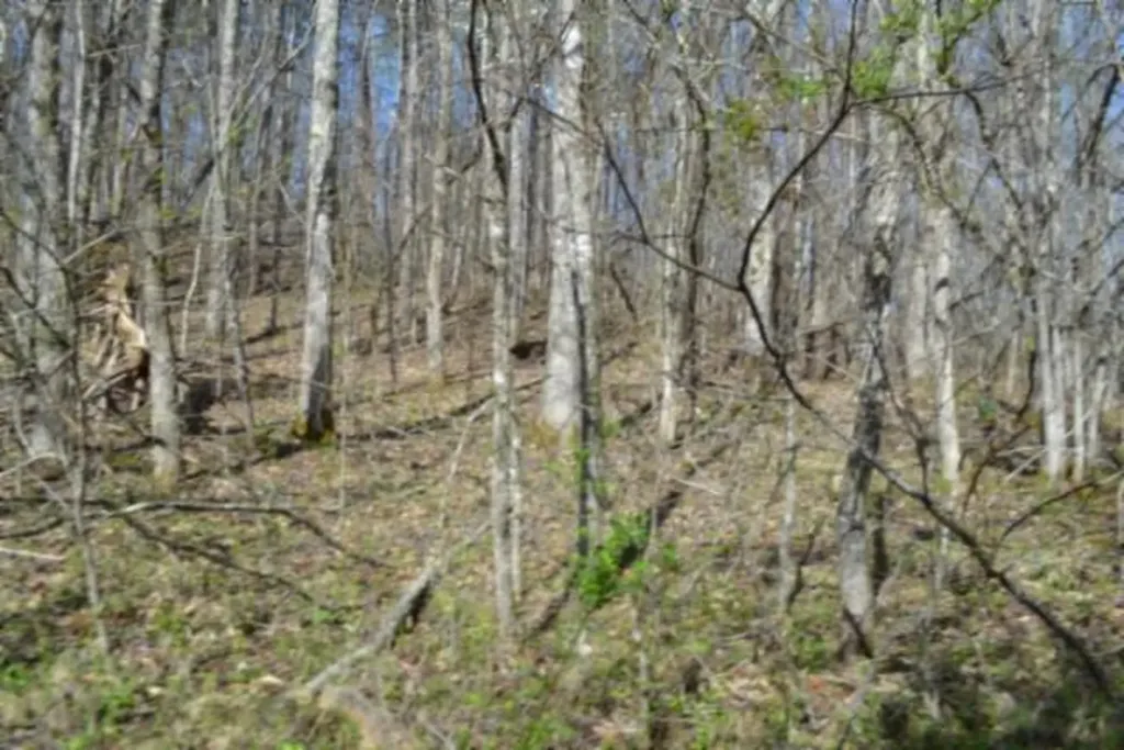 87+/-AC Boles Road Hilham TN 38568