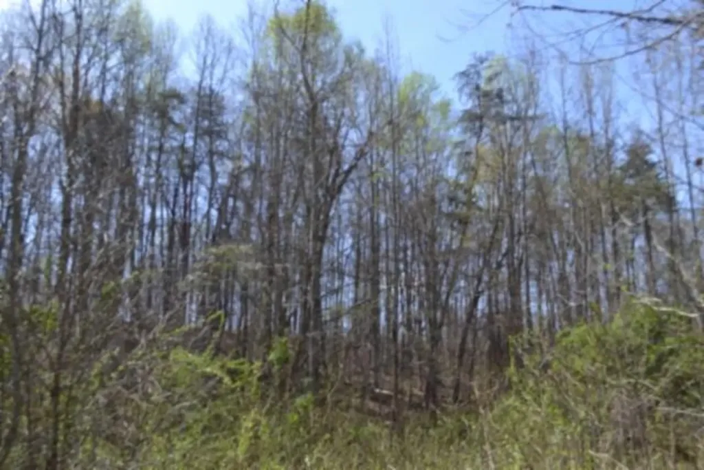 87+/-AC Boles Road Hilham TN 38568