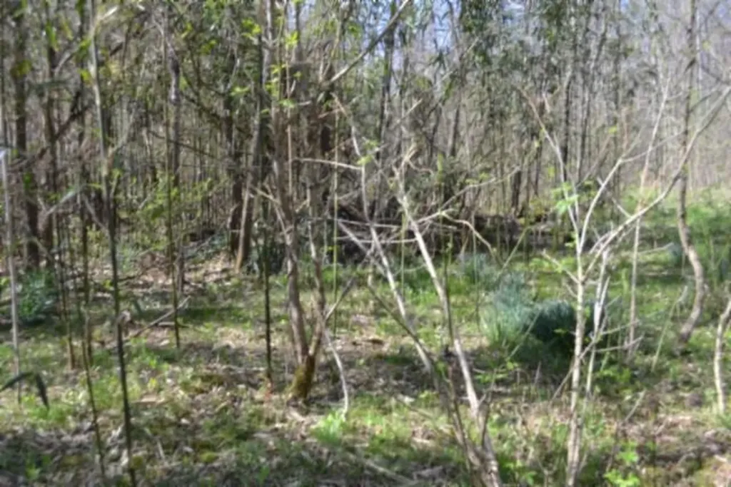 87+/-AC Boles Road Hilham TN 38568