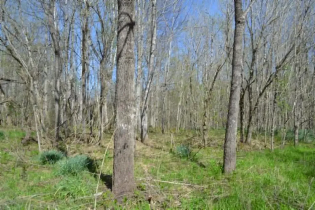 87+/-AC Boles Road Hilham TN 38568
