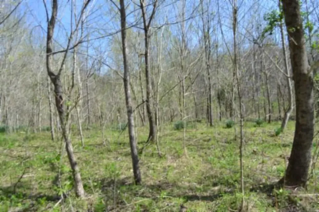 87+/-AC Boles Road Hilham TN 38568