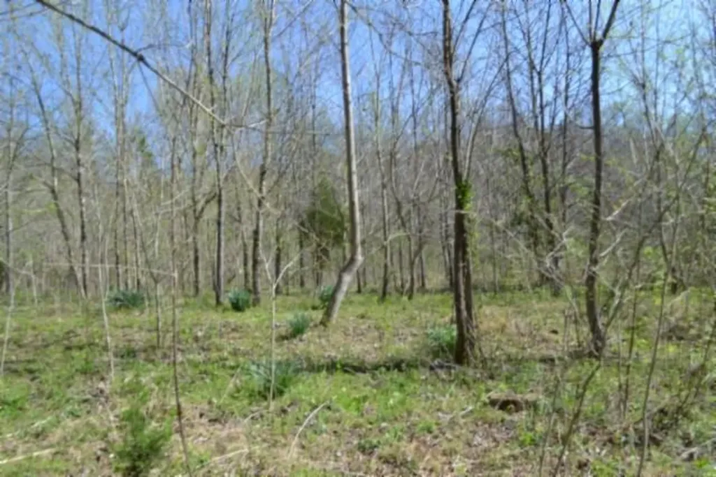87+/-AC Boles Road Hilham TN 38568