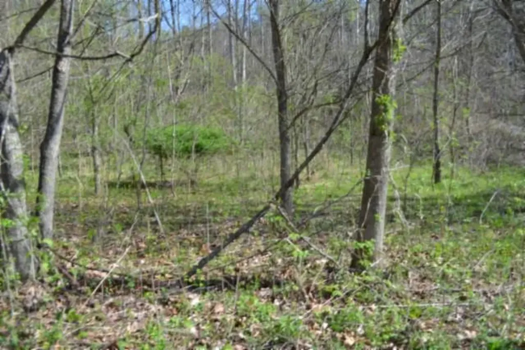 87+/-AC Boles Road Hilham TN 38568