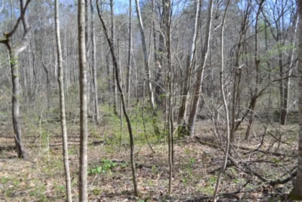 87+/-AC Boles Road Hilham TN 38568