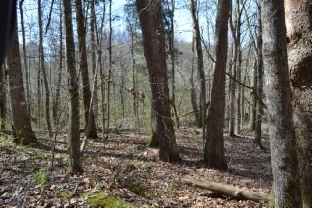 87+/-AC Boles Road Hilham TN 38568
