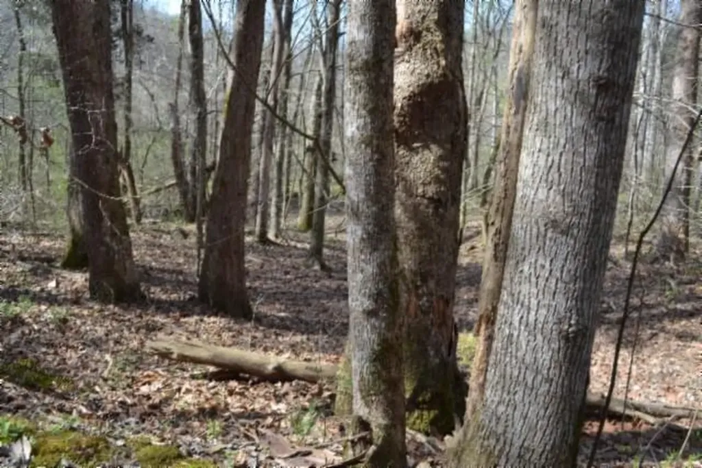 87+/-AC Boles Road Hilham TN 38568