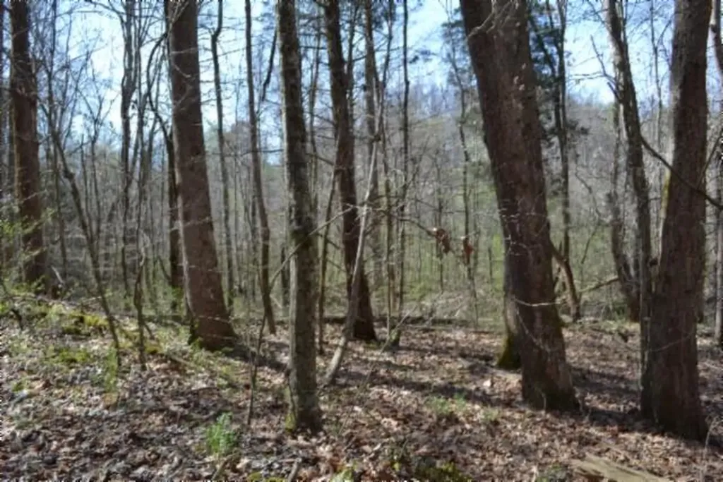 87+/-AC Boles Road Hilham TN 38568