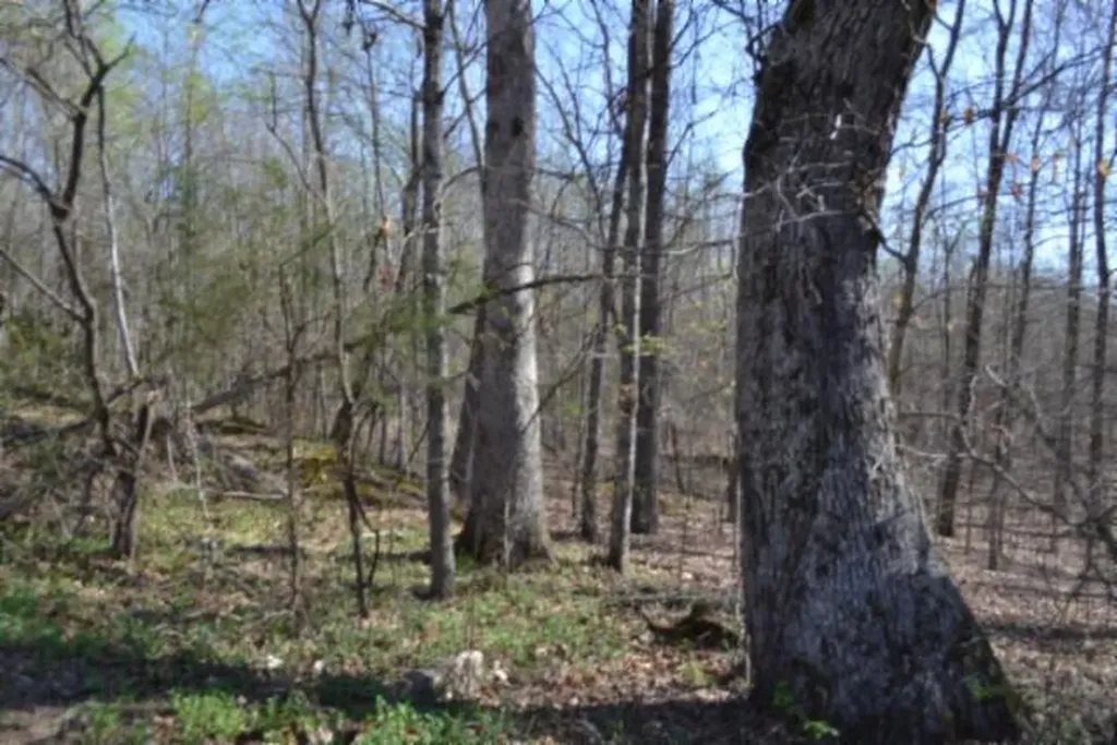 87+/-AC Boles Road Hilham TN 38568