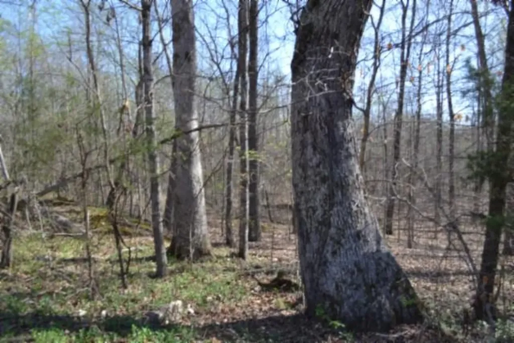 87+/-AC Boles Road Hilham TN 38568