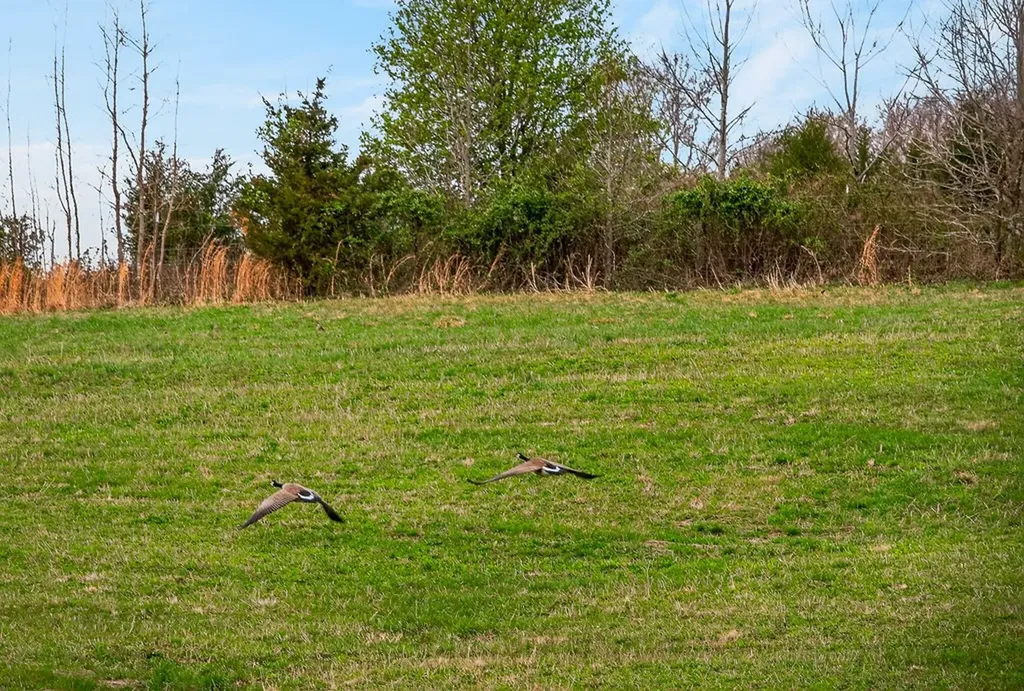 59.56 Ac Marie Lane Red Boiling Springs TN 37150