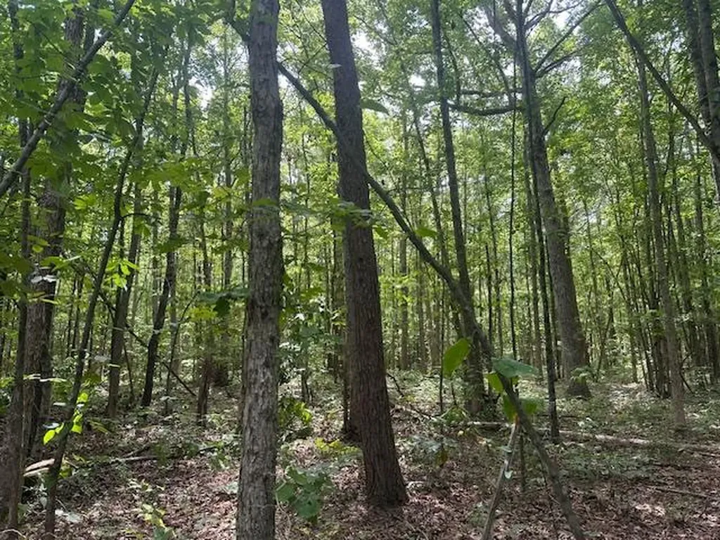 Lot 354 Hood Lane Wilder TN 38589