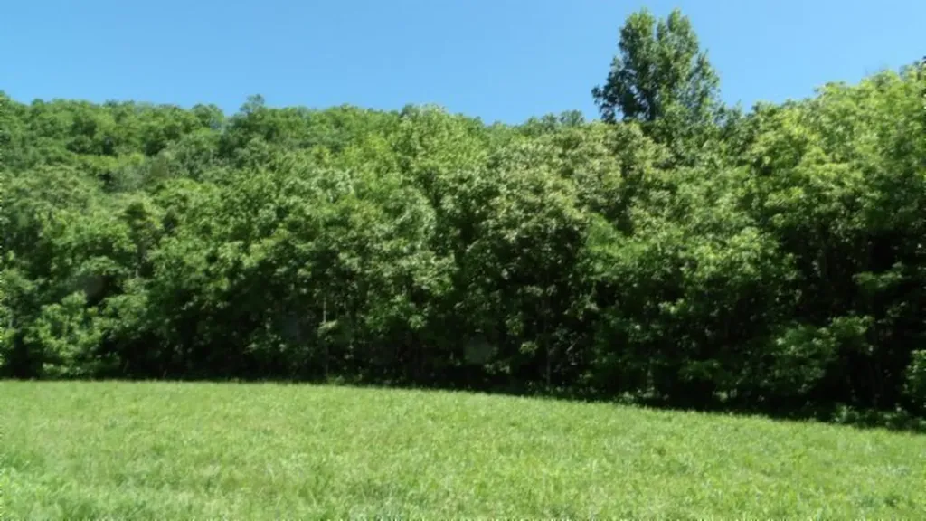 5155 Brimestone Creek Road Moss TN 38575