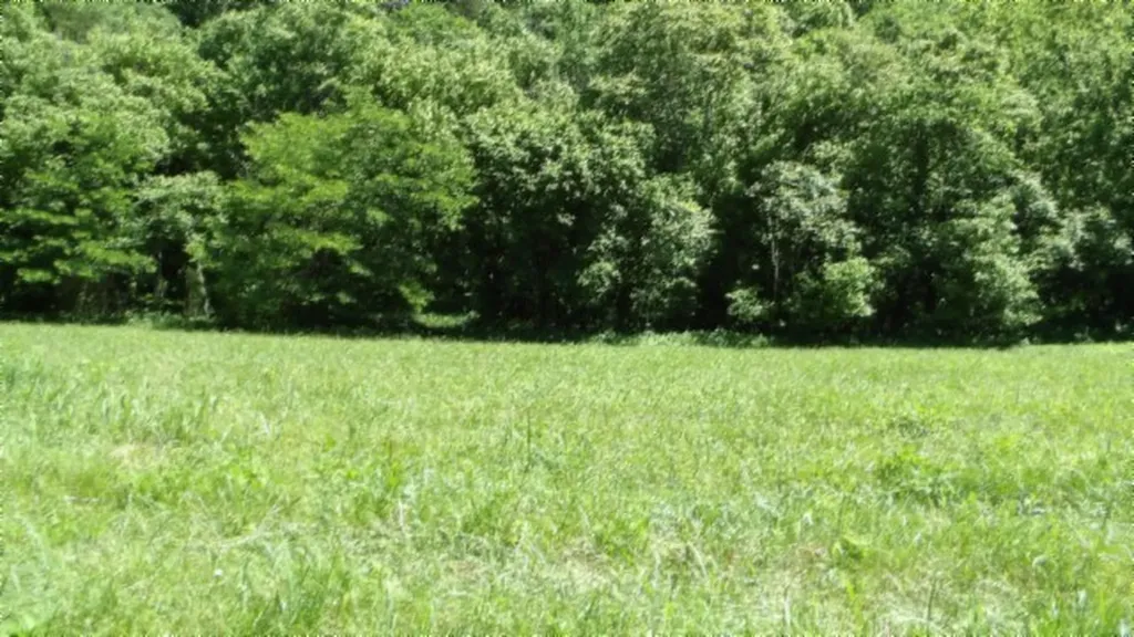 5155 Brimestone Creek Road Moss TN 38575