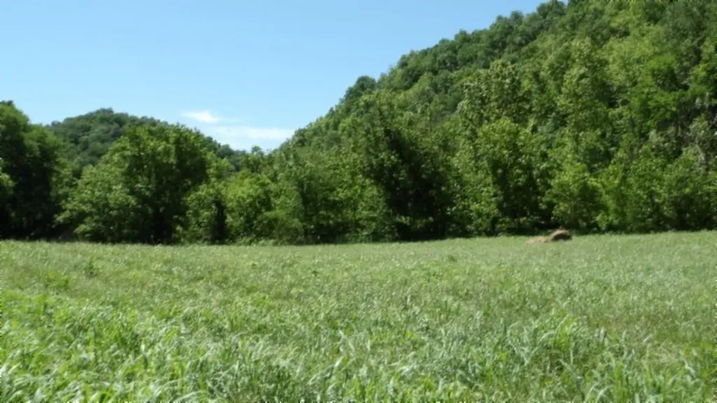 5155 Brimestone Creek Road Moss TN 38575